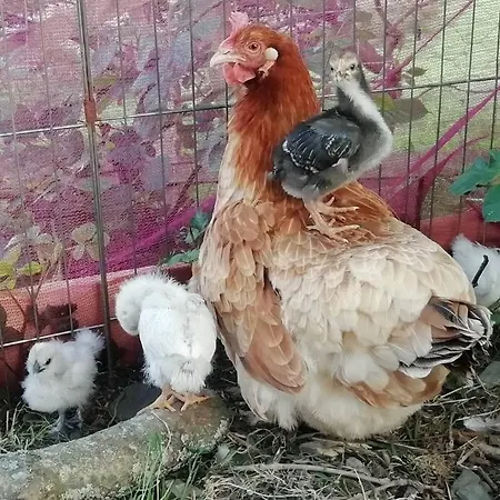 Casa vacanze The Hayloft. Entire Barn Conversion Near Keswick Applethwaite