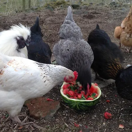 The Hayloft. Entire Barn Conversion Near Keswick Holiday home Applethwaite